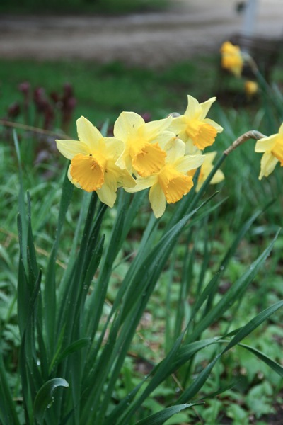 daffs9.jpg Daffs9