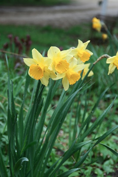 Daffs9