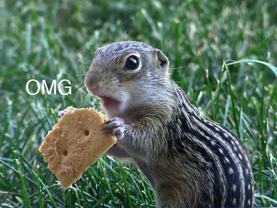 [animals-worried-face-10%255B2%255D.jpg]