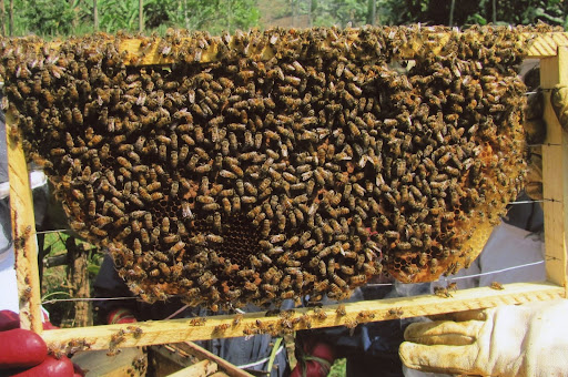 These honeybees in a village in rural Uganda produce honey that villagers sell in the marketplace for income. (Photo provided by Gene Foley)