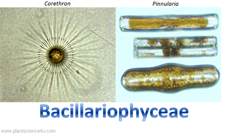 Example of Diatoms