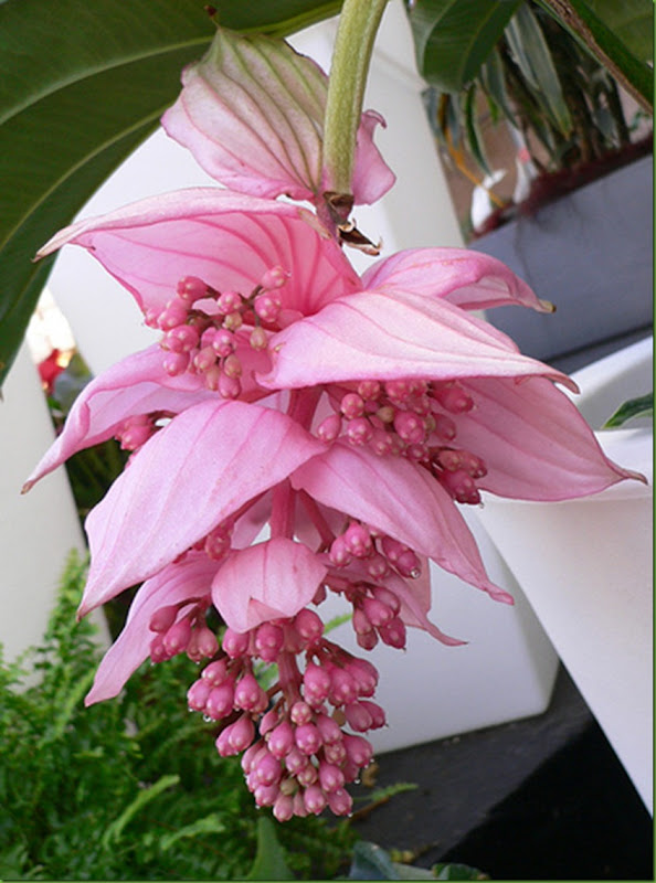 medinilla medinilla