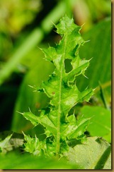 untitled Stinging Nettle MSB_1492 September 10, 2011 NIKON D300S