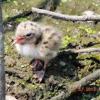 DSCN9525.JPG