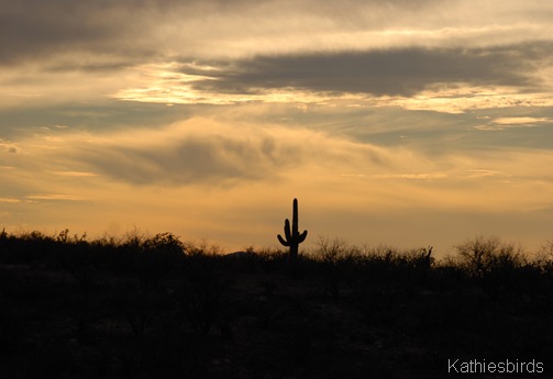 9. sunset saguaro-kab