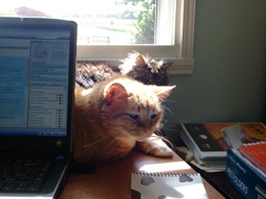 [cats%2520at%2520work%255B4%255D.jpg]
