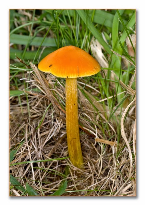 Fungi 4  Hon W Cap