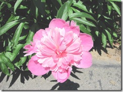 flower ma n dads peony