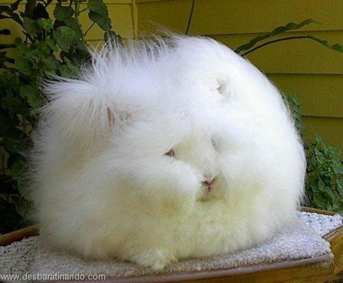 coelho angora peludo desbaratinando (17) coelho angora peludo desbaratinando (17)