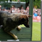 BikeWise 2012-Dog Section