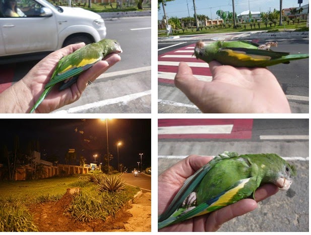 [periquitos-mortos-fogos%255B2%255D.jpg]