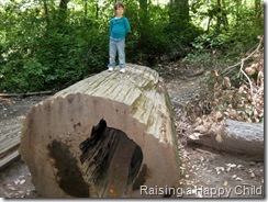 July24_Redwoods2