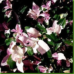 Tradescantia Blushing Bride