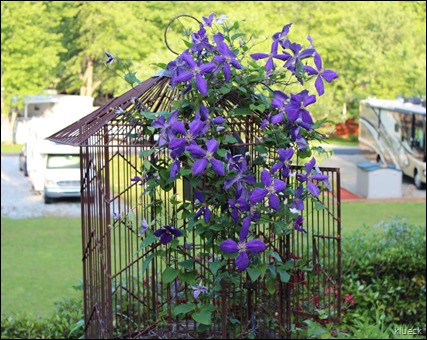 clematis