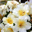 Spring Blooms - Akaroa, New Zealand