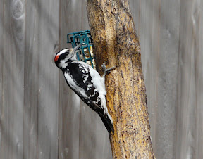 Harry the Hairy Woodpecker eating suet