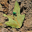 Six Spotted Tiger Beetle