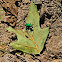 Six Spotted Tiger Beetle