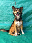 AIDÉ. Hembra 2 años. Super amorosa, juguetona, sociable con perros y personas, le encantan las caricias y los juegos
Adoptada¡¡!!