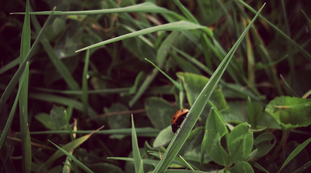 [Lady%2520bug%255B7%255D.jpg]