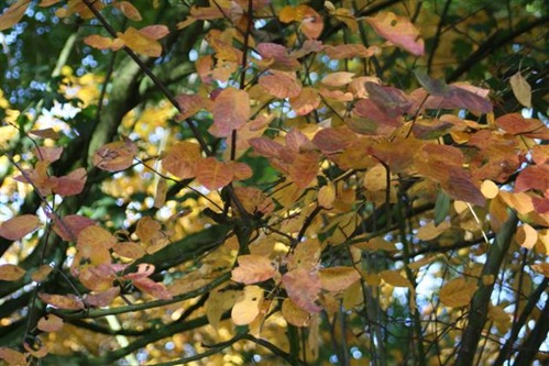 20081009 (9) (Small) 20081009 (9) (Small)