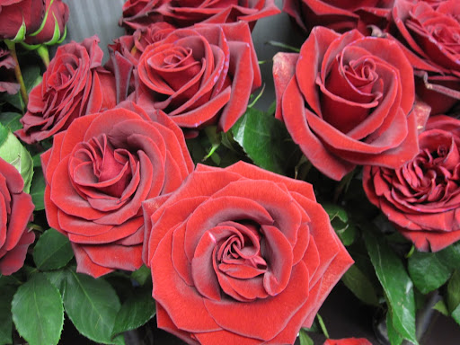 This beautiful rose looks like the petals are made of velvet.