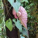 Aristolochia grandiflora