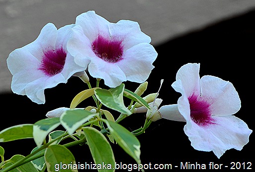Glória Ishizaka - minhas flores - 2012 - 14