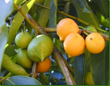 Garcinia dulcis Garcinia dulcis