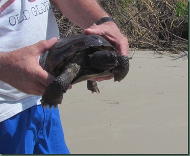 Al with Gopher Tortoise after rescue