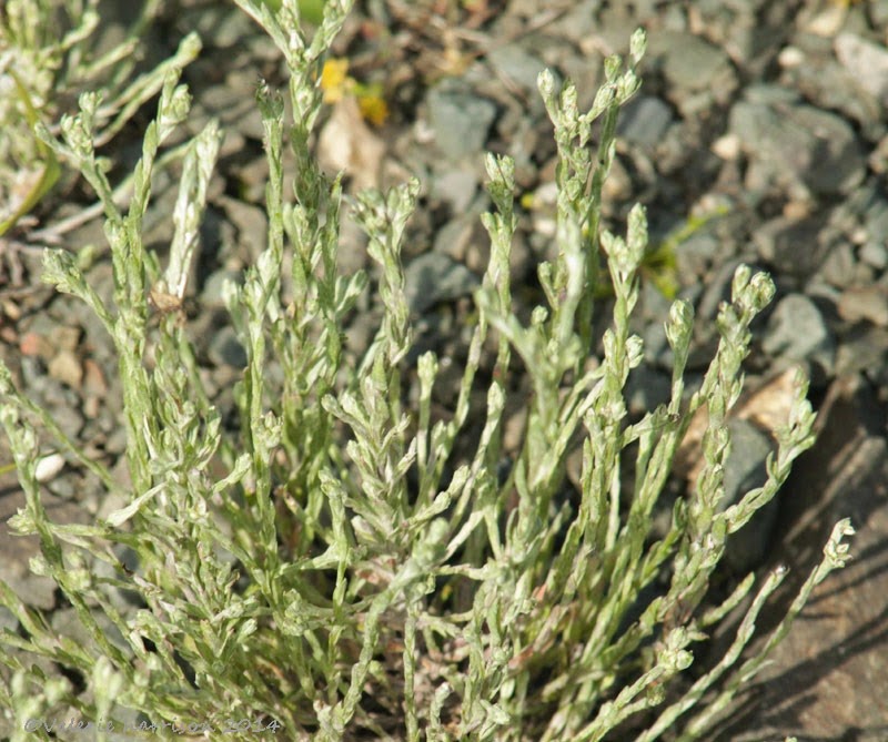 [18-Cudweed-filago%255B2%255D.jpg]