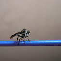 Robber fly?