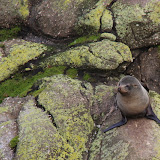 Seal Colony - Cape Foulwind, New Zealand