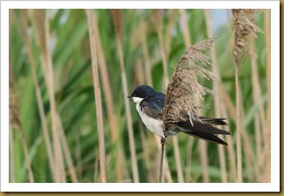 Tree Swallow on Phragmites D7K_2494 August 06, 2011 NIKON D7000