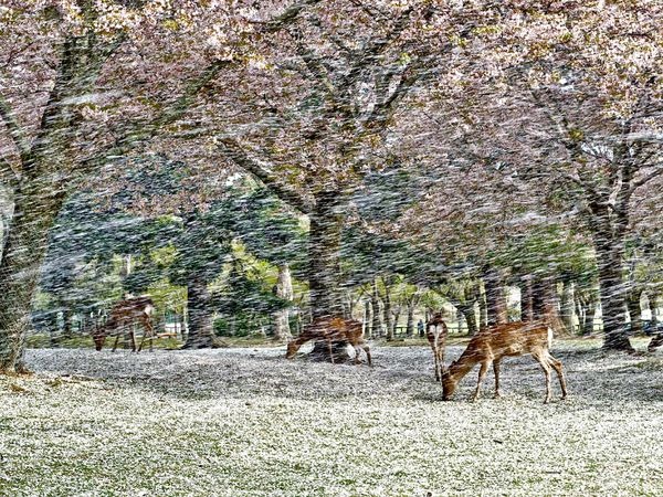 [deer-blossoms-japan%255B4%255D.jpg]