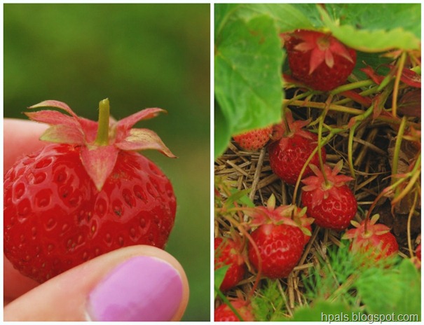 strawberries1