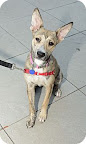 Bonnie...
waiting to be adopted at The Humane Society of New York.
See link at end of blog post for more details. Bonnie...
waiting to be adopted at The Humane Society of New York.
See link at end of blog post for more details.