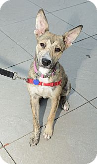 Bonnie...
waiting to be adopted at The Humane Society of New York.
See link at end of blog post for more details. Bonnie...
waiting to be adopted at The Humane Society of New York.
See link at end of blog post for more details.