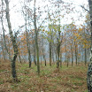 PB150268.JPG