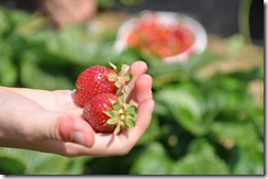 Strawberry Picking May 2011 36