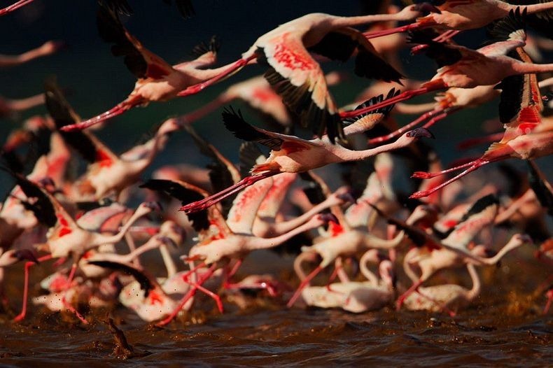 اكبر مجمع للطيور «بحيرة ناكورو» Lake-nakuru-flamingos-9%25255B2%25255D