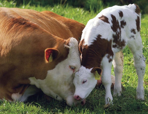 [loving-mother-cow-and-calf1%255B2%255D.jpg]