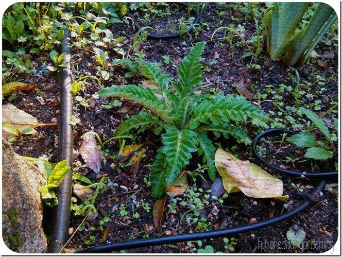 Foto 6 Foto 6