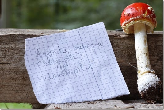 Fliegenpilz Amanita muscaria
