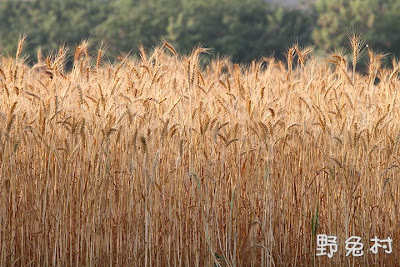 [臺南-花木] 黃金小麥香