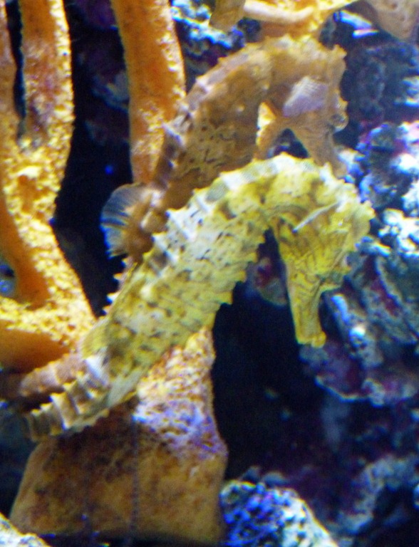 [Seattle%2520Aquarium%252020%255B4%255D.jpg]