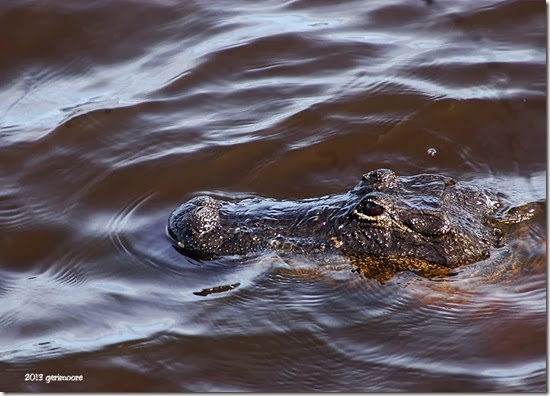 Myakka gator 049 Myakka gator 049