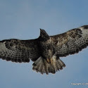 DSC_6866.JPG
