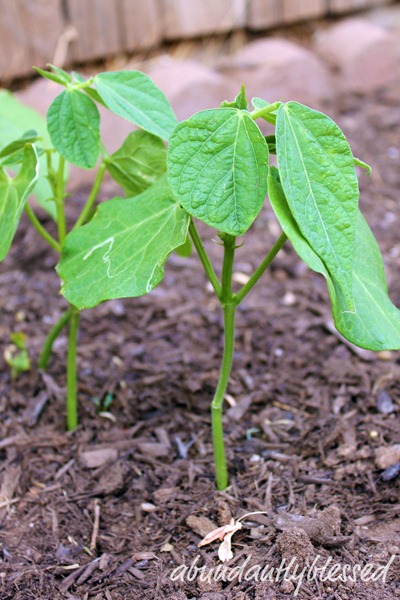BeansAB BeansAB