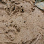 Tayra (Eira barbara) tracks.  This critter sort of looks like an otter.